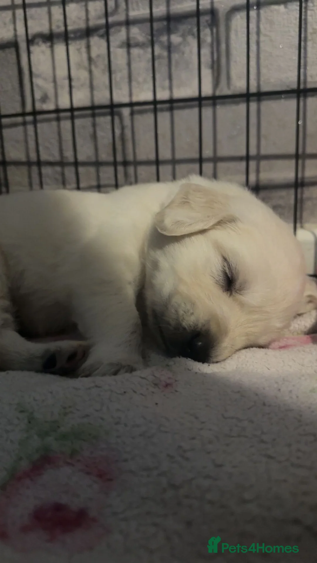 Golden Retriever dogs for sale: Full pedigree golden retriever puppies  - Advert 13