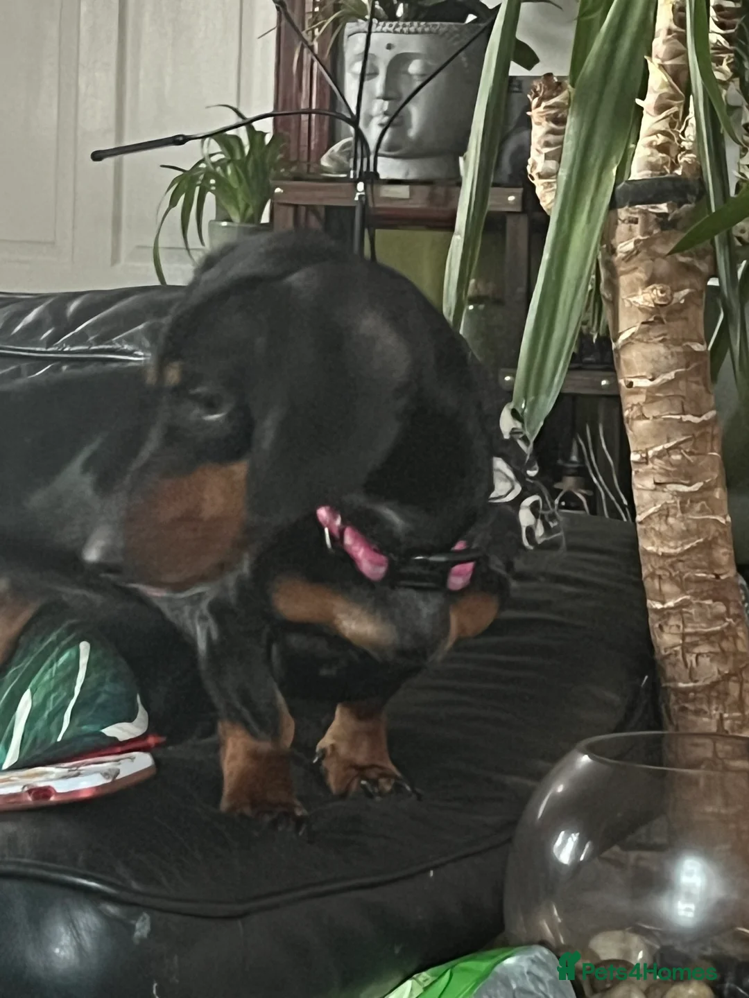 Dachshund dogs for sale: Caring home needed  - Advert 2