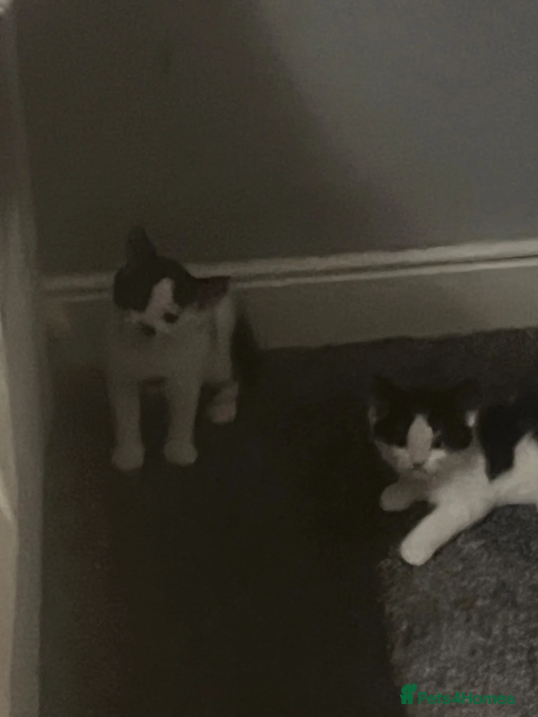 Mixed Breed cats for sale: Beautiful kittens for sale  in Mauchline - Advert 2