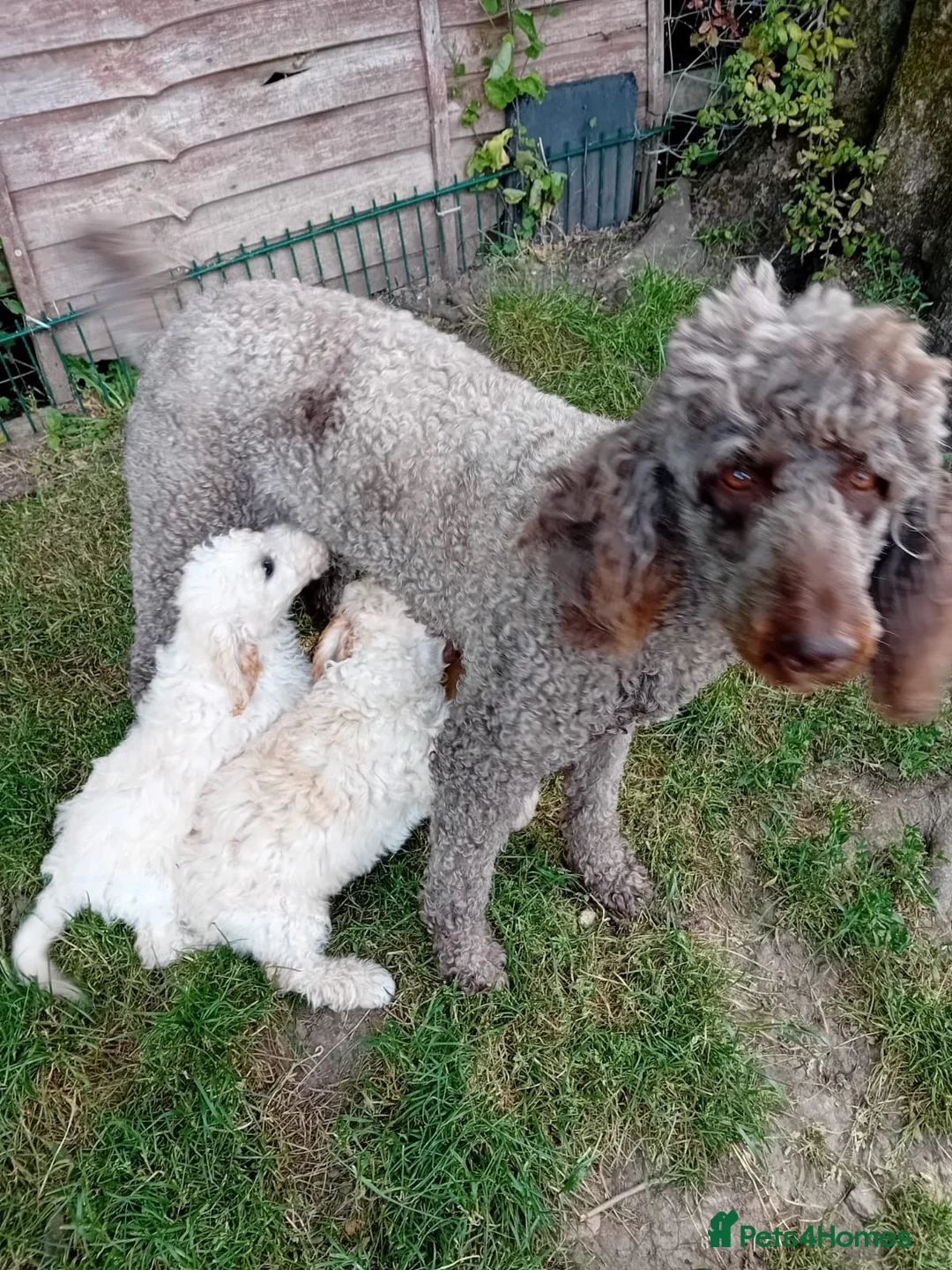 Miniature Poodle dogs for sale: Moyen Poodle puppies *READY NOW* - Advert 1