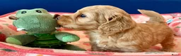 Cockapoo dogs for sale: Cockapoo puppy's from health checked parents - Advert 23