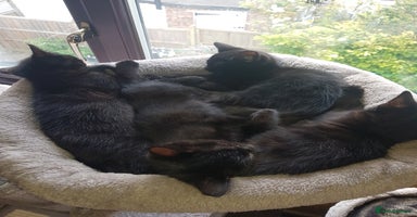 Mixed Breed cats - Advert 16