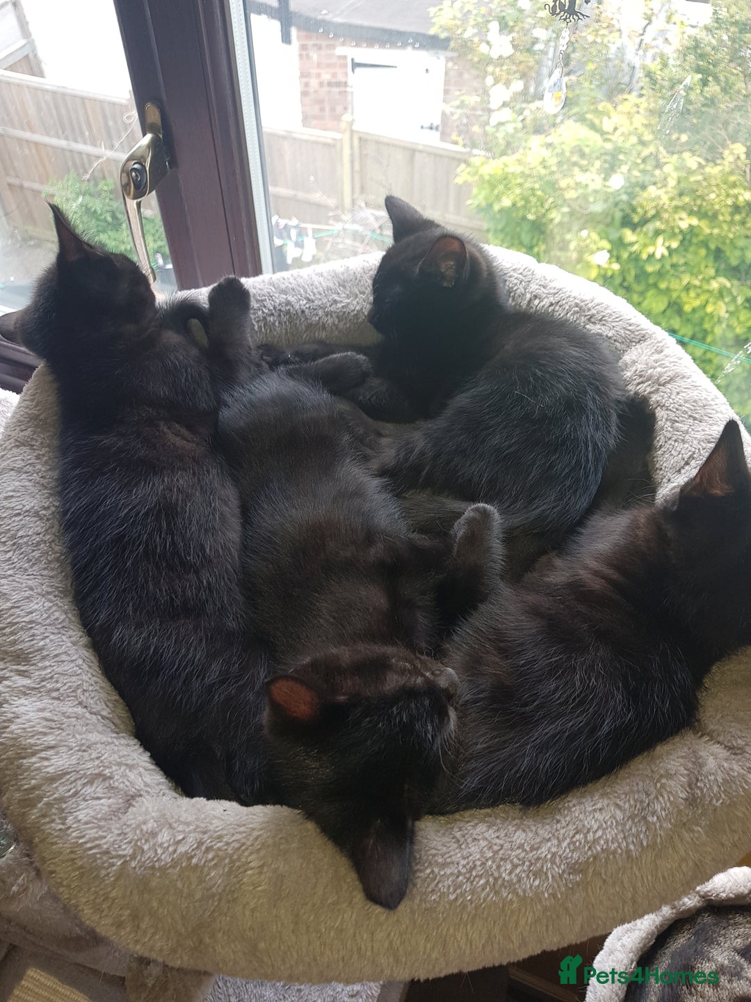 Mixed Breed cats for sale: 4 Beautiful kittens for sale - Image 2