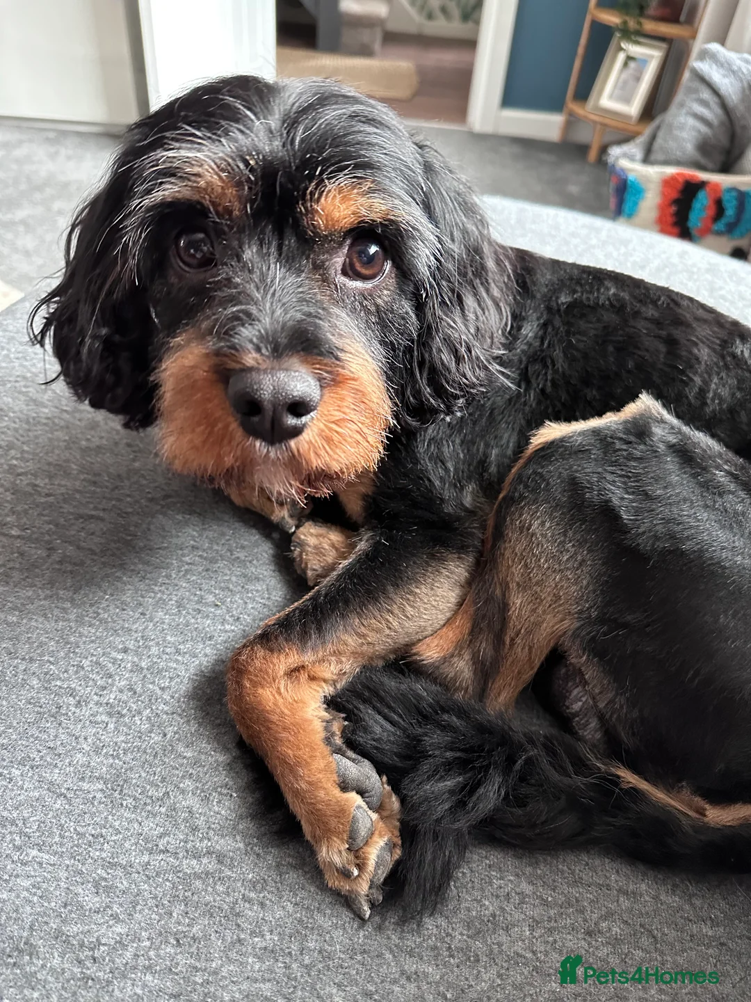 Cavapoo dogs for stud: Mr Pickle-F1 Cavapoo - Advert 2