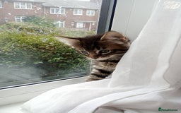 Mixed Breed cats for sale: Maine Coon and Bengal mixed breed kittens  - Image 2