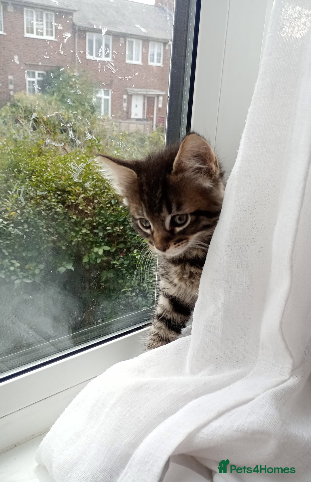 Mixed Breed cats for sale: Maine Coon and Bengal mixed breed kittens  - Image 2