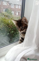 Mixed Breed cats - Advert 11