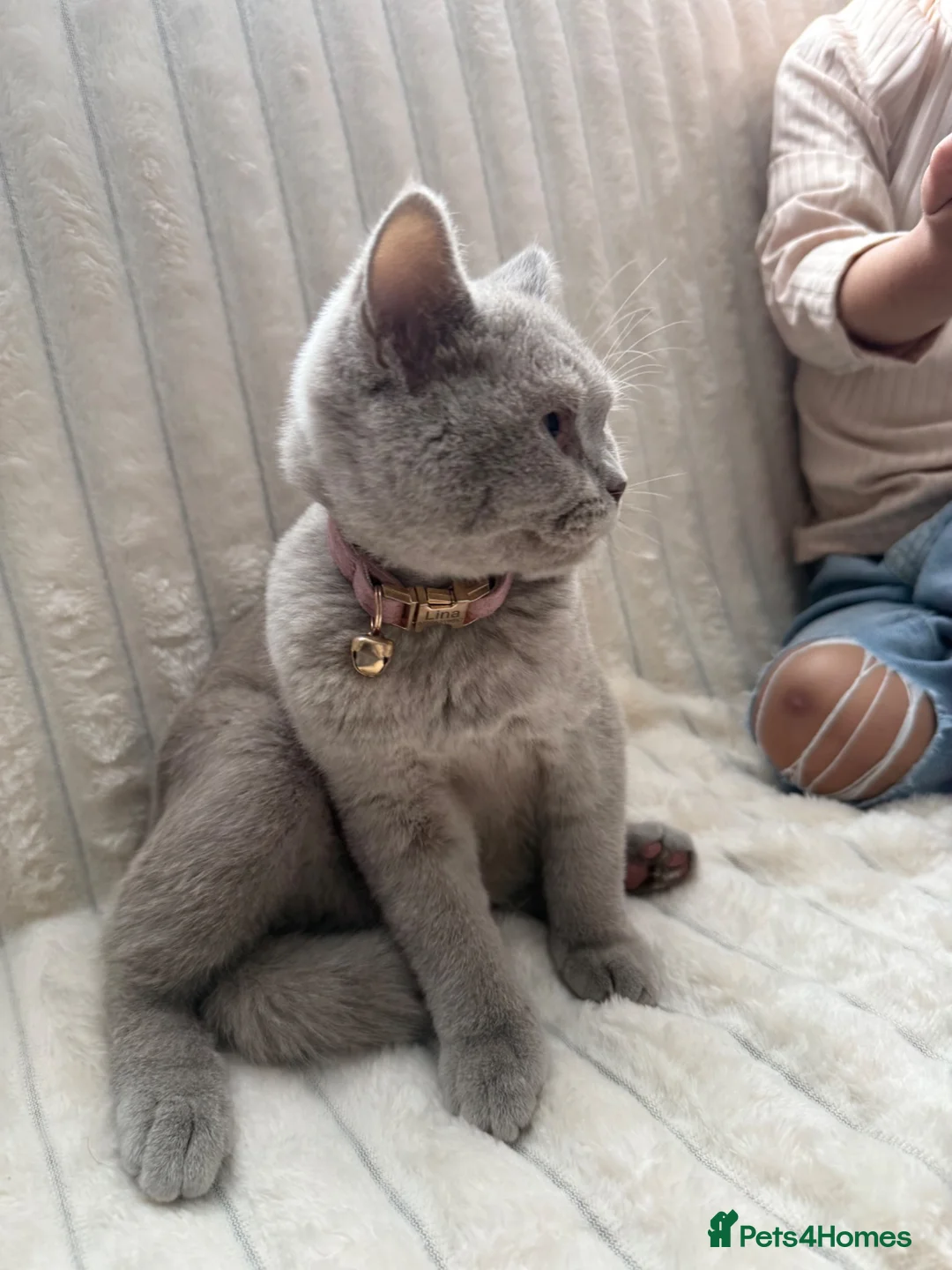 British Shorthair cats for sale: Gorgeous British shorthairs  - Advert 9