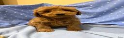 Cavapoo dogs for sale: FULLY HEALTH TESTED F1B RED AND GOLD CAVAPOOS - Advert 5
