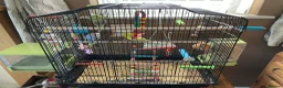 Budgerigars birds for sale: Budgies x 2 and cage and accessories  in Sowerby Bridge - Advert 3