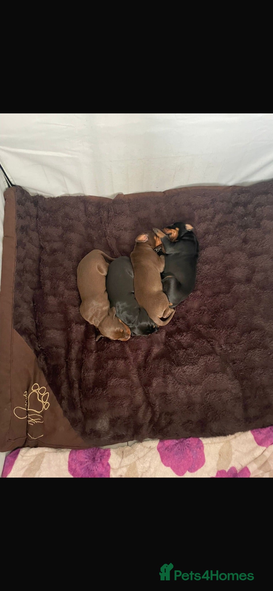 Dobermann dogs Dobermann 2 boys 2 girls  - Advert 3