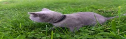 British Shorthair cats for sale: Ready to go. Gccf registered blue BSH kittens - Advert 22