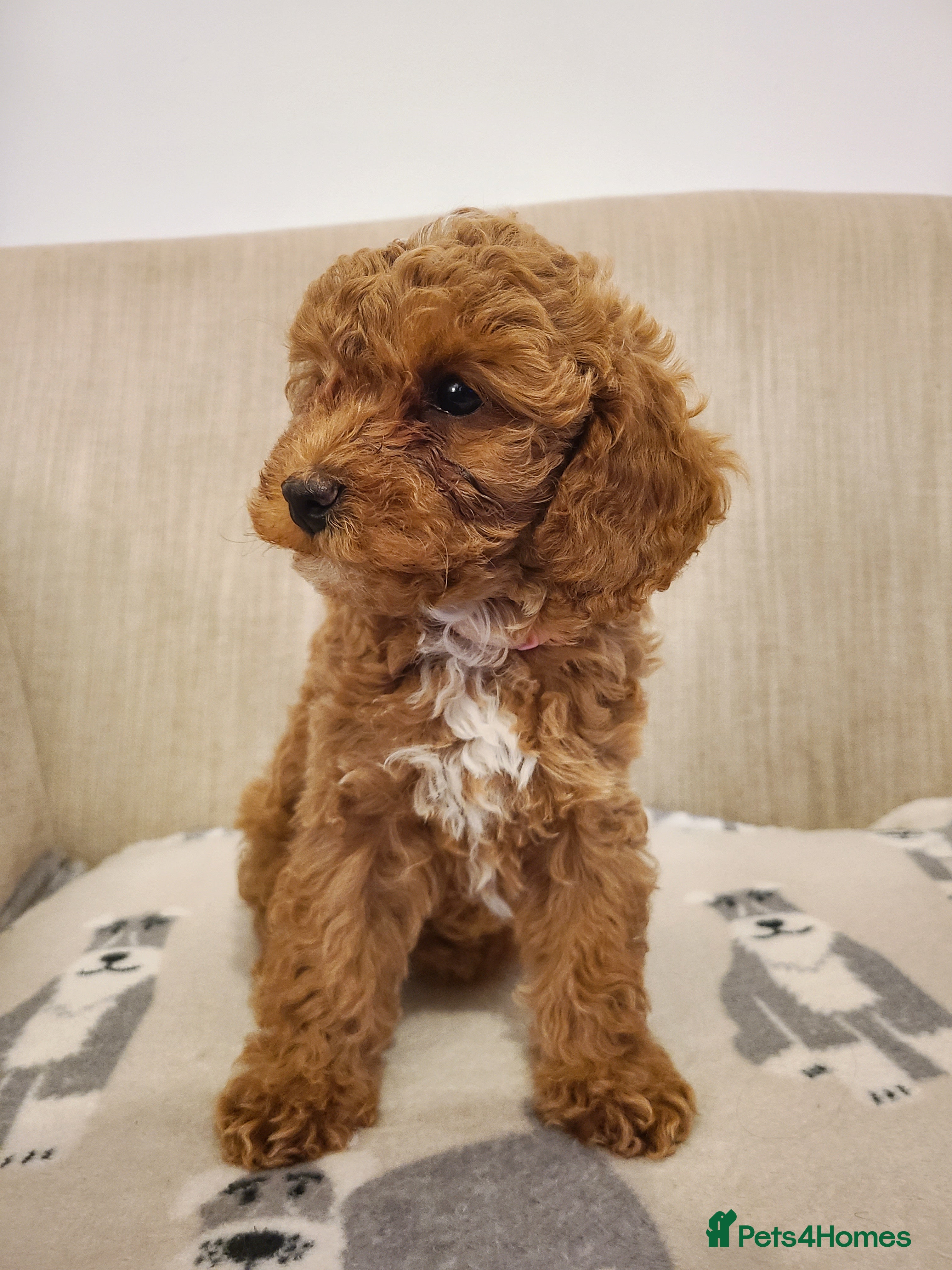 Cavapoo dogs Beautiful Red Health Tested Cavapoo Puppies F1bb - Advert 2