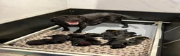 Labrador Retriever dogs for sale: 2 Boys Avaliable now for collection - Advert 16