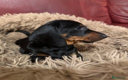 Dachshund dogs for sale: Smooth hair Dachshund puppies  - Image 8