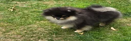 Pomeranian dogs for sale: Xclusive KC register pomeranian puppies - Advert 7