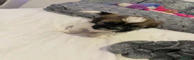 Shih Tzu 4
