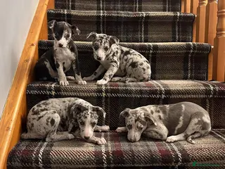 Italian Greyhound dogs Italian greyhound / whippet - Advert 3