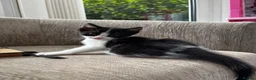 Mixed Breed cats for sale: Female Kittens - Advert 4