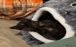 Mixed Breed cats for sale: Tortie Kitten Seeking a Loving Home 🧡 - Image 3