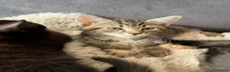 Domestic Shorthair cats for sale: 3 pretty little kittens *1 Male*2 Female* - Advert 4
