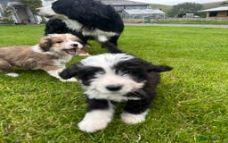 Bernedoodle dogs for sale: Gorgeous Bernedoodle puppies  - Image 3