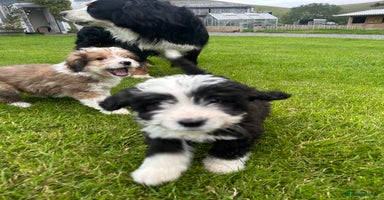Bernedoodle dogs - Advert 3