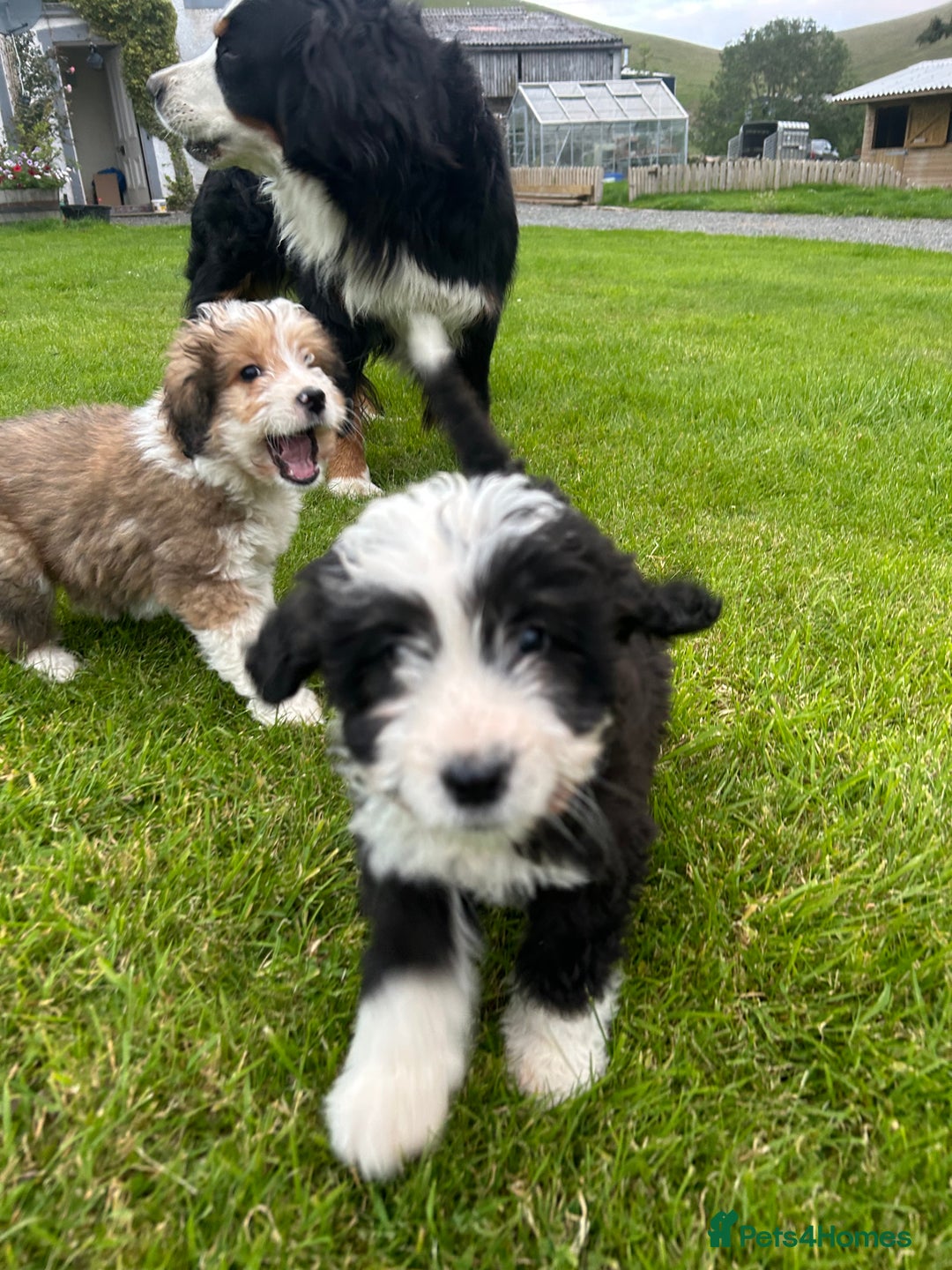 Bernedoodle dogs for sale: Gorgeous Bernedoodle puppies  - Image 3