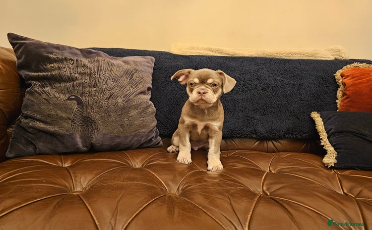 Frug dogs - Advert 15