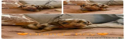 Miniature Dachshund dogs for sale: Miniature dachshund puppies - Advert 11