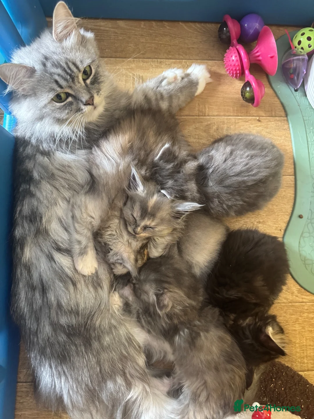 Persian cats for sale: Doll face Persian x Mainecoon gorgeous kittens  - Advert 2