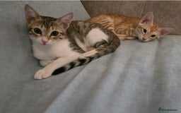 Mixed Breed cats for adoption: [Indoors Only] MiniMi & MiniMo - lovely sisters  - Image 5