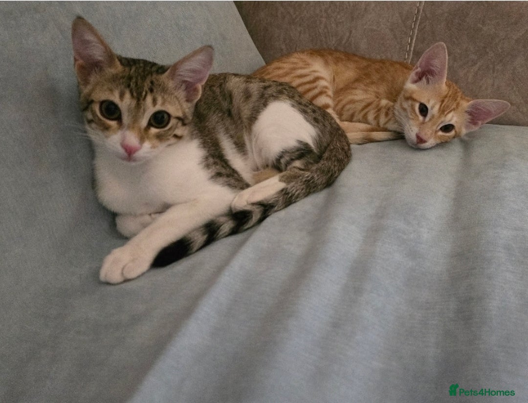Mixed Breed cats for adoption: [Indoors Only] MiniMi & MiniMo - lovely sisters  - Image 5