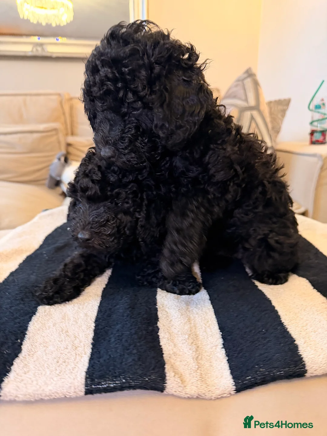 Toy Poodle dogs for sale: Toy Poodle Puppies - READY TO LEAVE - Advert 4