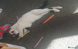 Domestic Shorthair cats for sale: 3 beautiful boys left ! Ready now - Image 4