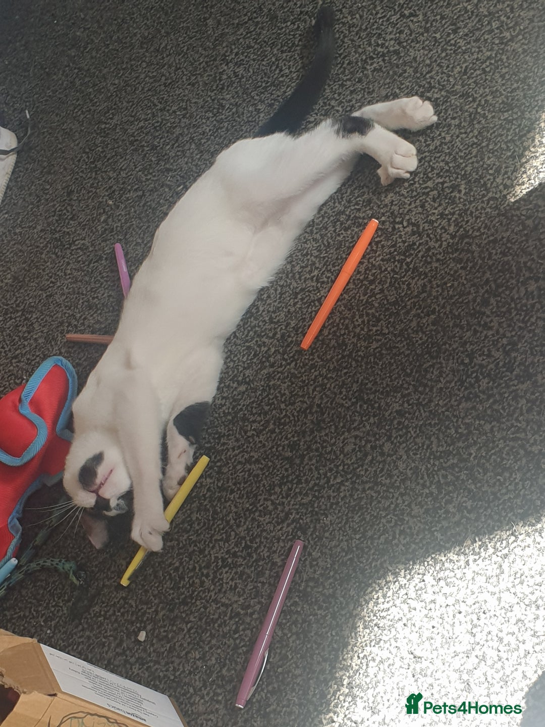Domestic Shorthair cats for sale: 3 beautiful boys left ! Ready now - Image 4
