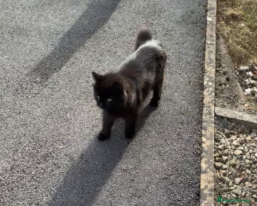 Mixed Breed cats Ready to go! Grey is no longer available  - Advert 1