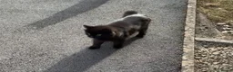 Mixed Breed cats for sale: Ready to go! Grey is no longer available  in Winchester - Advert 1
