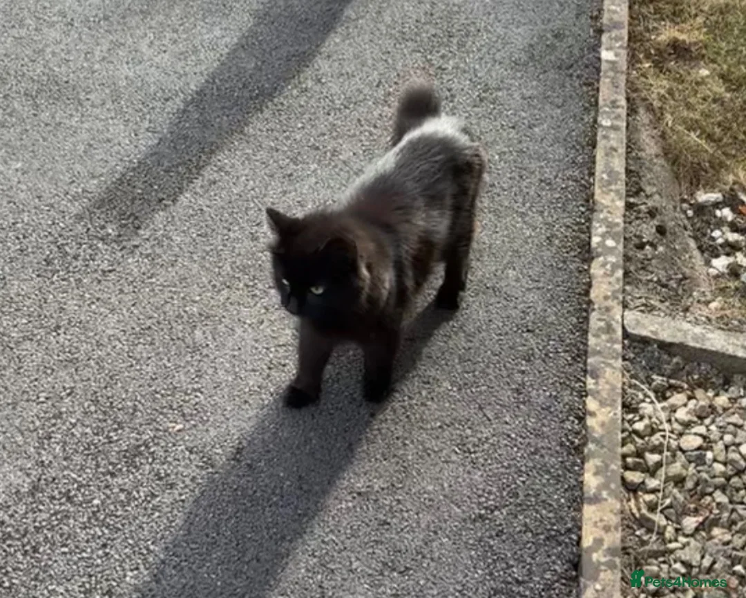 Mixed Breed cats for sale: Ready to go! Grey is no longer available  in Winchester - Advert 1