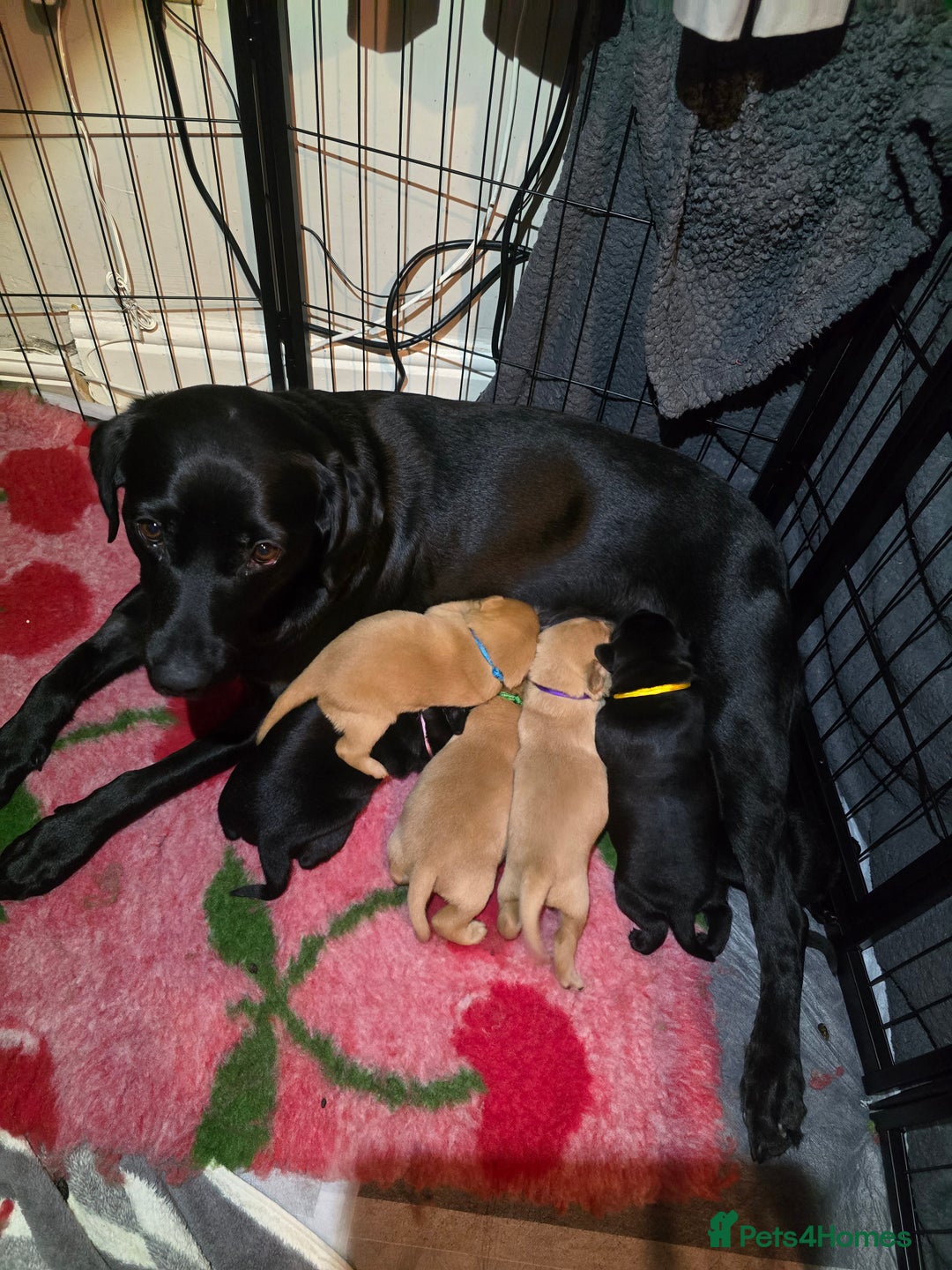 Labrador Retriever dogs for sale: KC Registered Labrador Puppies. - Advert 2