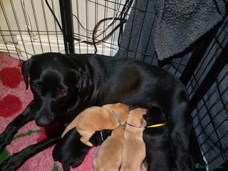 Labrador Retriever dogs KC Registered Labrador Puppies. - Advert 2