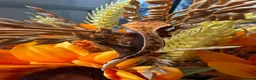 Gecko reptiles for sale: Stunning crested gecko baby  - Advert 3