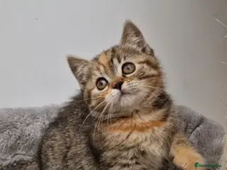 Mixed Breed cats Female tortie kitten half British shorthair - Advert 4