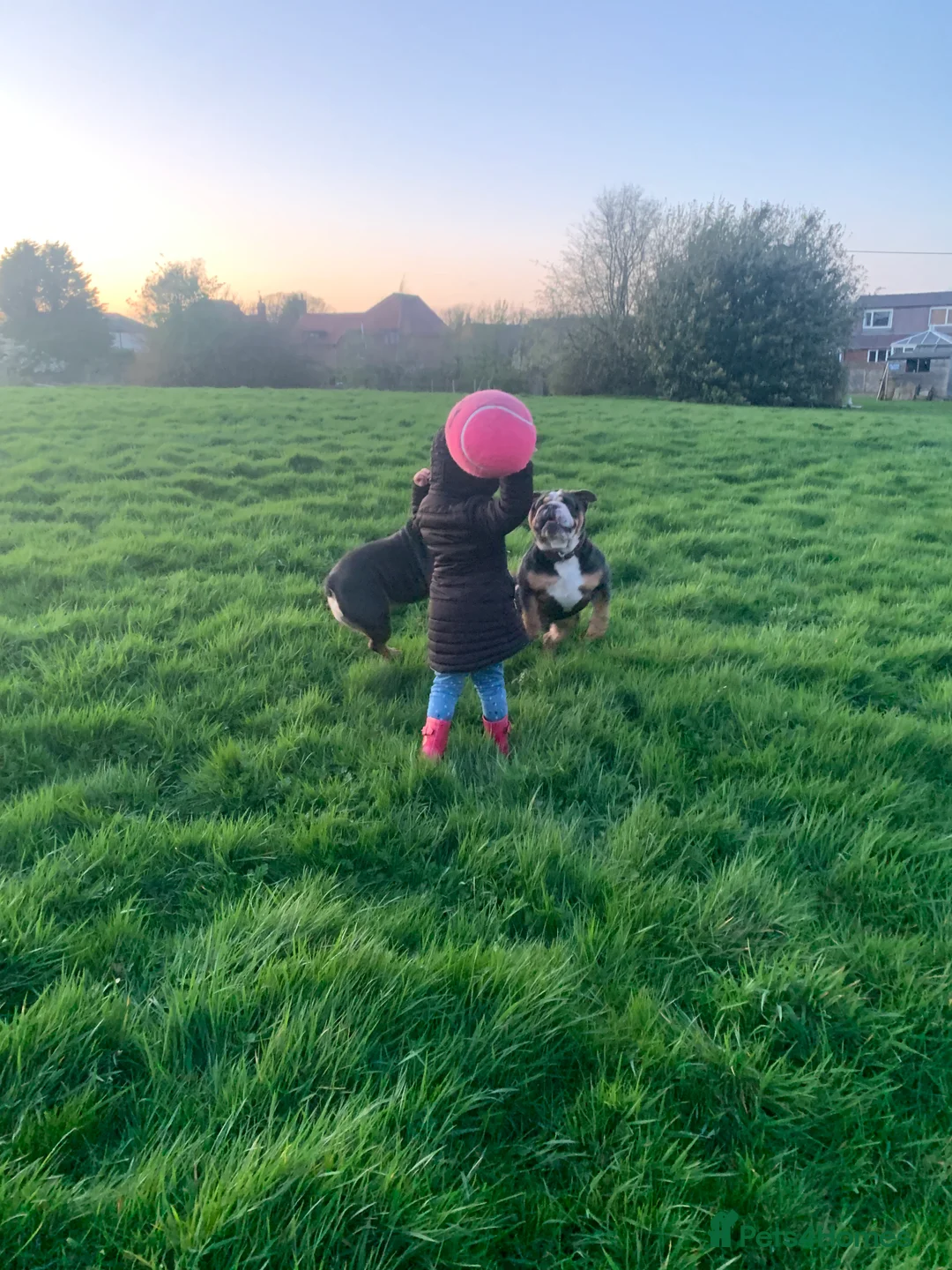 English Bulldog dogs for stud: English Bulldog Stud – Exceptional Temperament - Advert 13