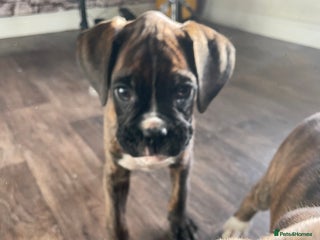 Boxer dogs ASTONISHING KC REGISTERED BOXER PUPPIES! - Advert 5