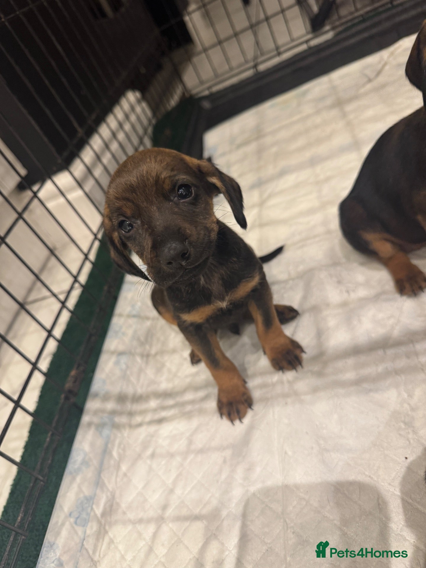 Mixed Breed dogs Mixed Breed Puppys  - Advert 1