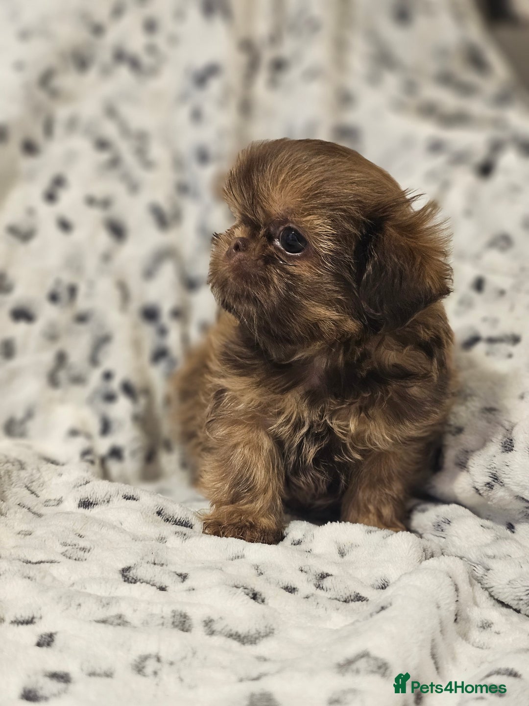 Shih Tzu dogs for sale: Beautiful shih tzu puppies  - Advert 26