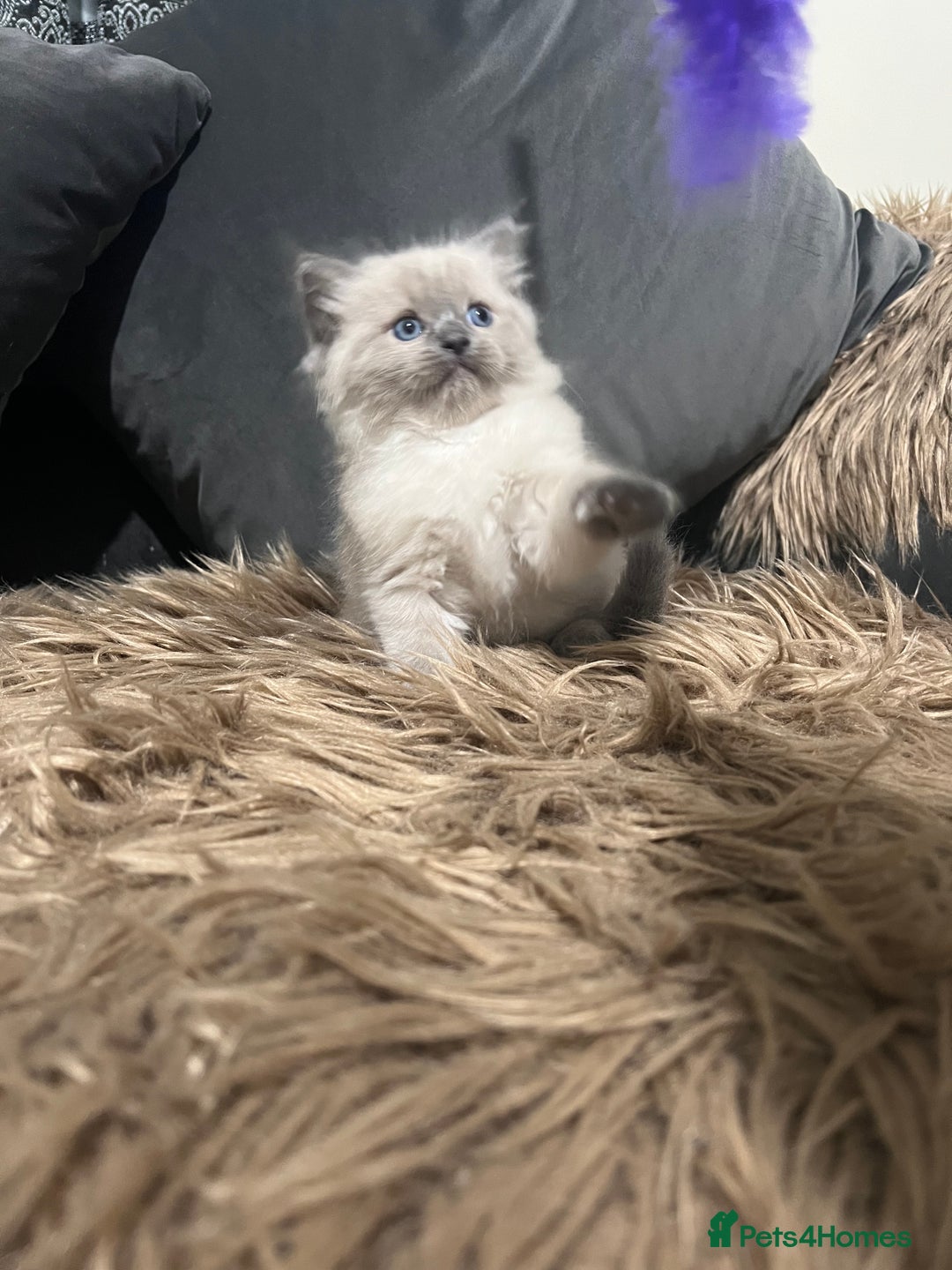 Ragdoll cats for sale: Only 2 left Beautiful ragdoll kittens🌹😊 - Image 7