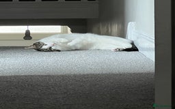 Domestic Shorthair cats for sale: Two beautiful cats looking for a new loving home. - Advert 4