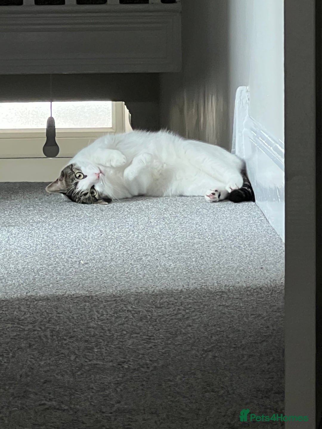 Domestic Shorthair cats for sale: Two beautiful cats looking for a new loving home. - Advert 4